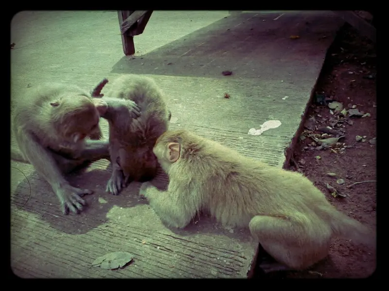 Kumphawapi Monkey Park